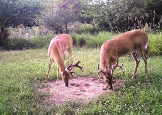 2 deer daytime-web