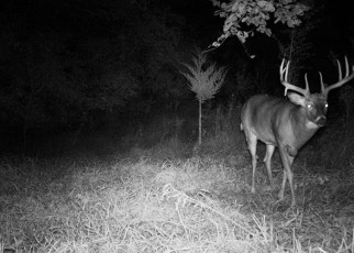 Night Vision Deer 2-web