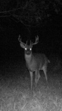 Night Vision Deer-web