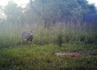 deer camera daytime-web