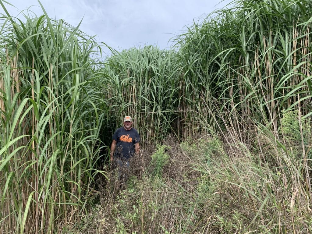 Real World Giant Miscanthus – M&M Wildlife Products