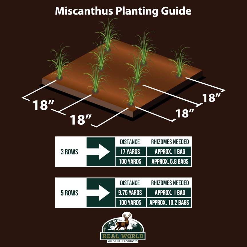 Real World Giant Miscanthus – M&M Wildlife Products